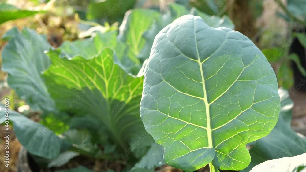 Brassica alboglabra,Fresh Kale in the Organic Garden,Organic vegetable salad, healthy food vegetables Brassica alboglabra,Fresh Kale in the Organic Garden,Organic vegetable salad, healthy food vegetables