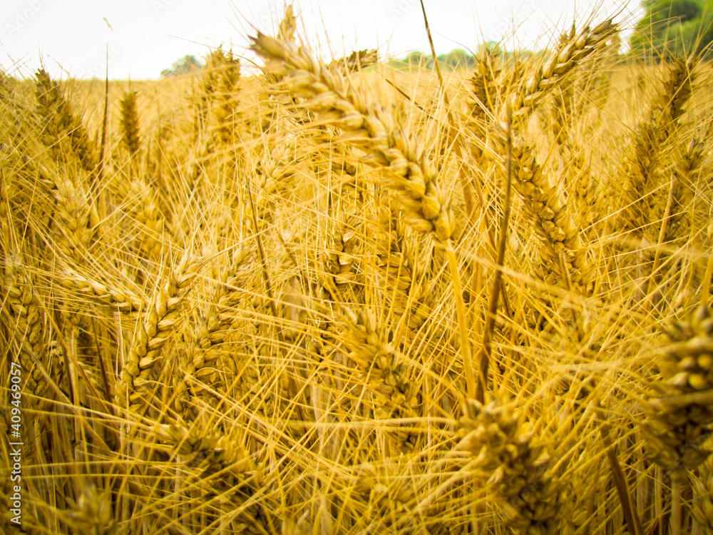 Fototapeta premium Getreidefeld