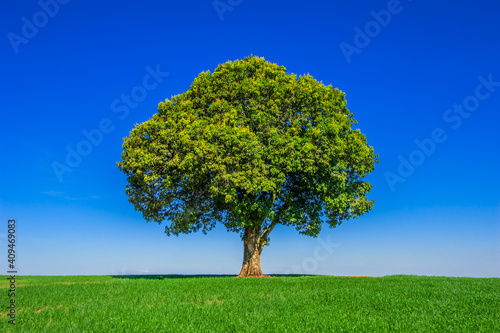 tree. preservation of nature and environment