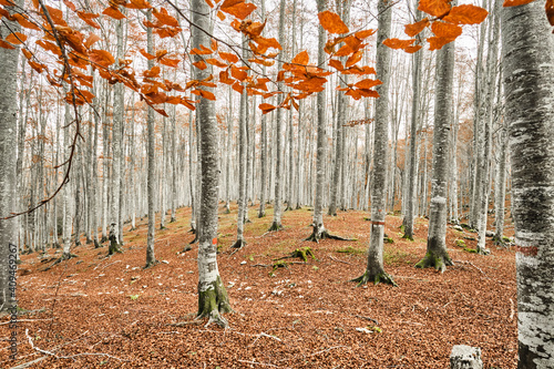 Escursione in una foresta di faggi in autunno photo