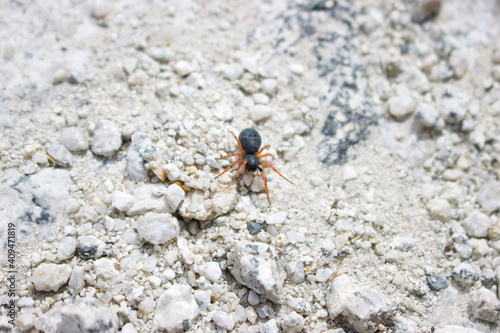 Ara  a negra con naranja en camino a la monta  a.