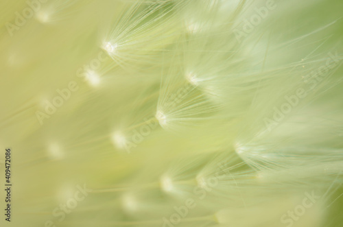 close up of Dandelion with green color and shallow focus