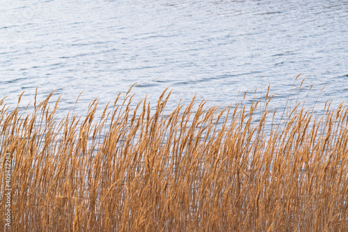 Dry reeds near the river, selective focus