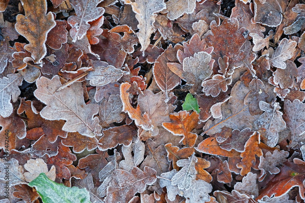 Carpet of frosted fallen leaves in a wood in winter UK