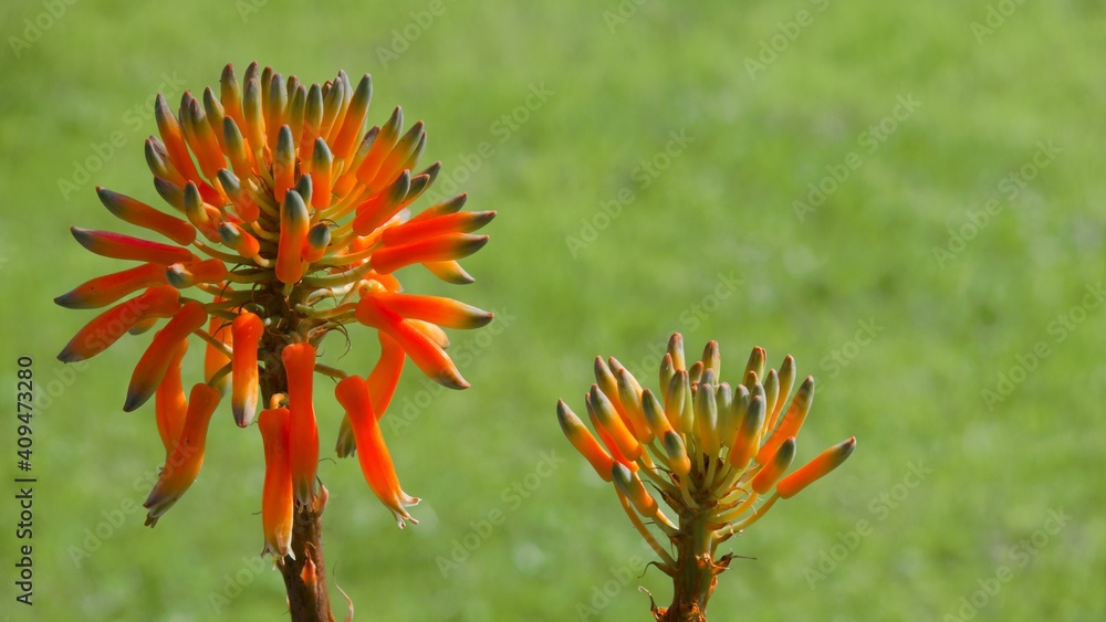 orange flower in the garden ALOE VERA orange flower in the garden ALOE VERA