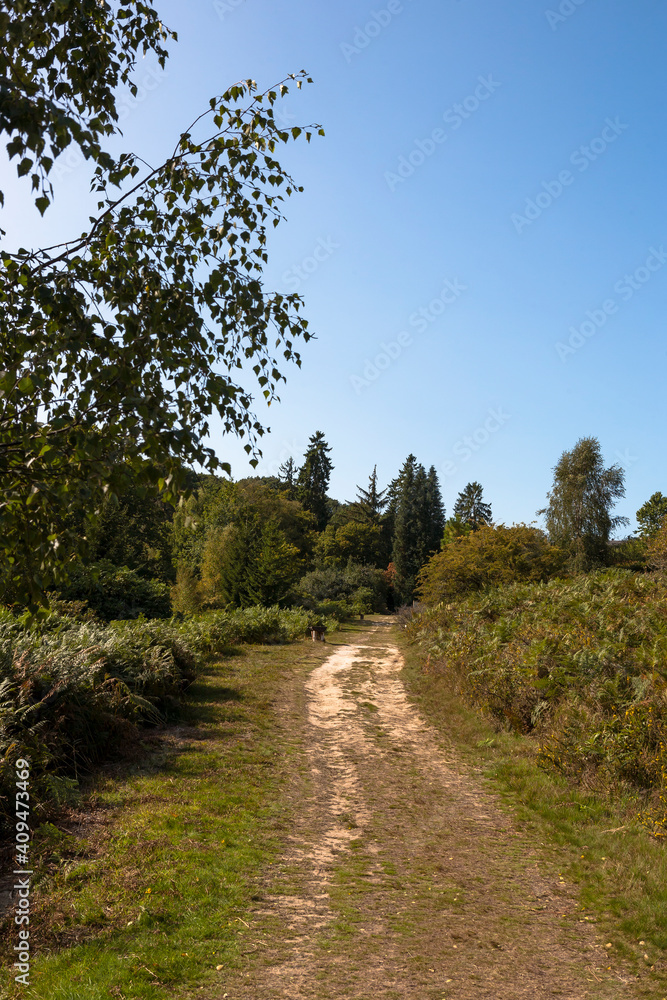 Obraz premium Beautiful sandy heathland in Ashdown Forest, East Sussex, England: a sprawling nature area & fictional home of A. A. Milne children's book character, Winnie the Pooh.