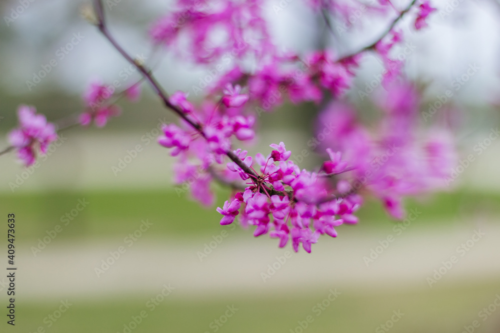 Redbud Tree. Spring flowering with small lilac flowers, close-up Redbud Tree. Spring flowering with small lilac flowers, close-up
