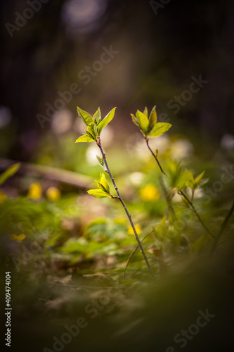 A beautiful spring scenery of woodland in Northern Europe. Natural light.