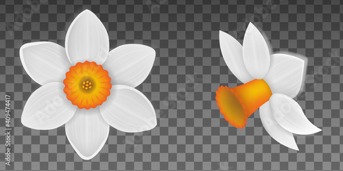 spring flowers isolated narcissus illustration