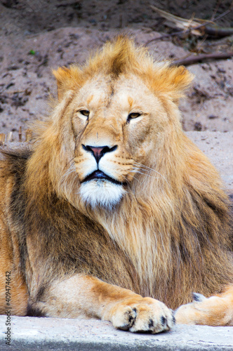 Portrait of a male lion