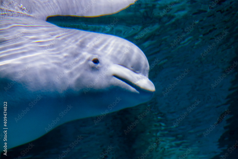 Fototapeta premium Weluga or white whale in the water