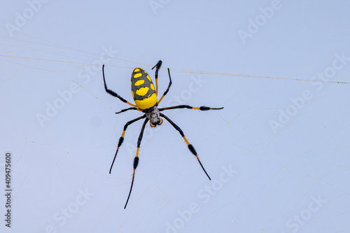 Orb spider in web, Sal Rei, Boa Vista, Cabo Verde