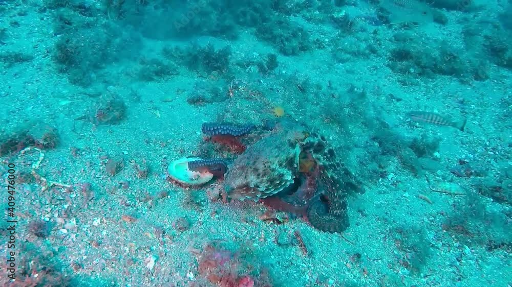 Pulpo en libertad bajo el mar Pulpo en libertad bajo el mar
