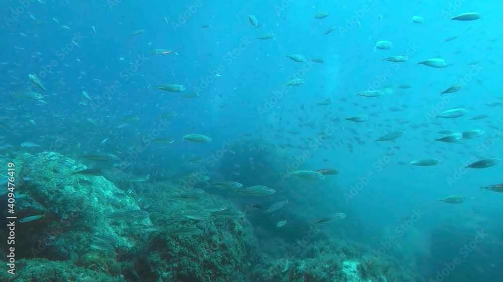 Gran Banco de peces en el arrecife de coral en el océano Gran Banco de peces en el arrecife de coral en el océano