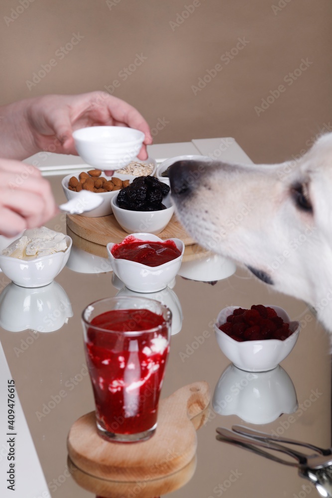 Łepek białego psa nad śniadaniem - obrazy, fototapety, plakaty 