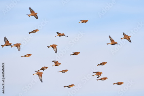 Flock of Common linnets (Linaria cannabina) Birds in flight	