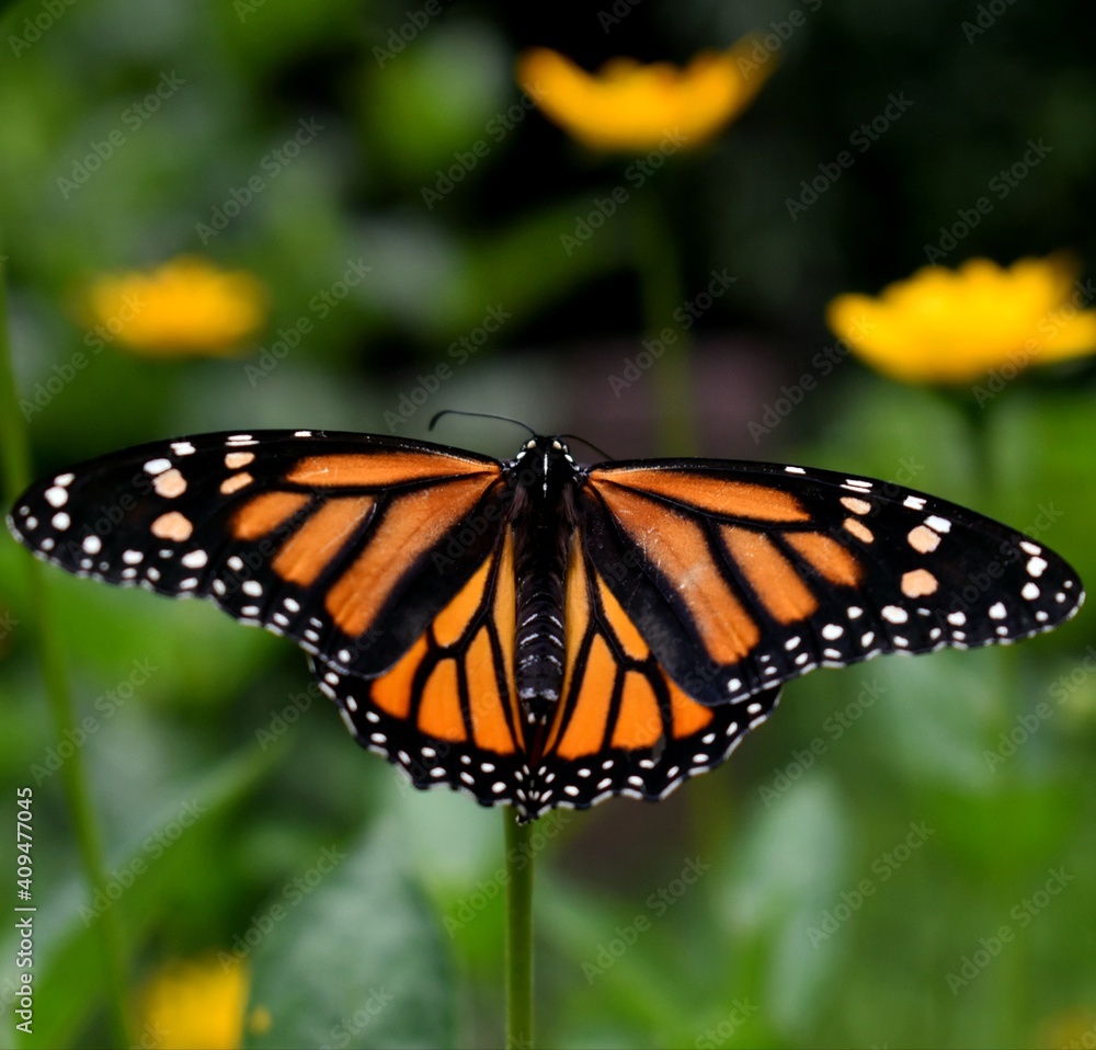 monarch butterfly on a flower monarch butterfly on a flower