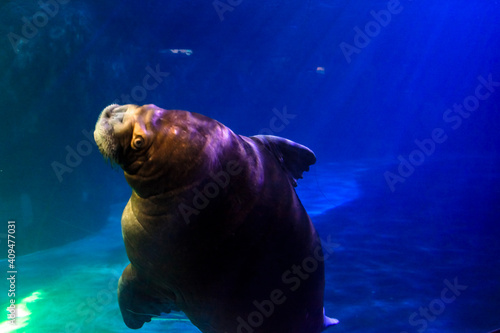 Walrus is swimming underwater in a large pool