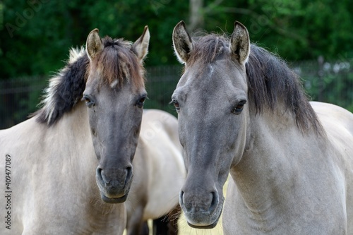 Fototapeta Naklejka Na Ścianę i Meble -  Portrait Domestic horse - Old Kladruby (Equus caballus).