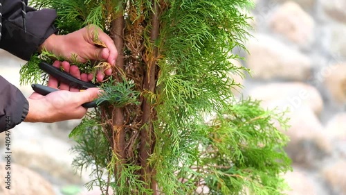 Man cleaning a tree from dead branches