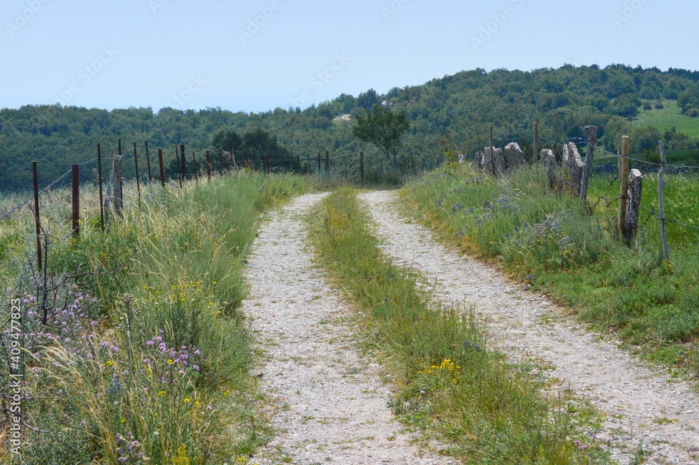 Weg Feldweg im Frühling mit Zaun und Blumen Weg Feldweg im Frühling mit Zaun und Blumen