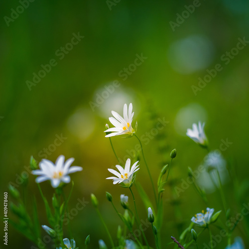 Beautiful white greater stitchwort flowers blooming on a forest meador ground in spring. Rabelera holostea in natural habitat in Northern Europe. photo