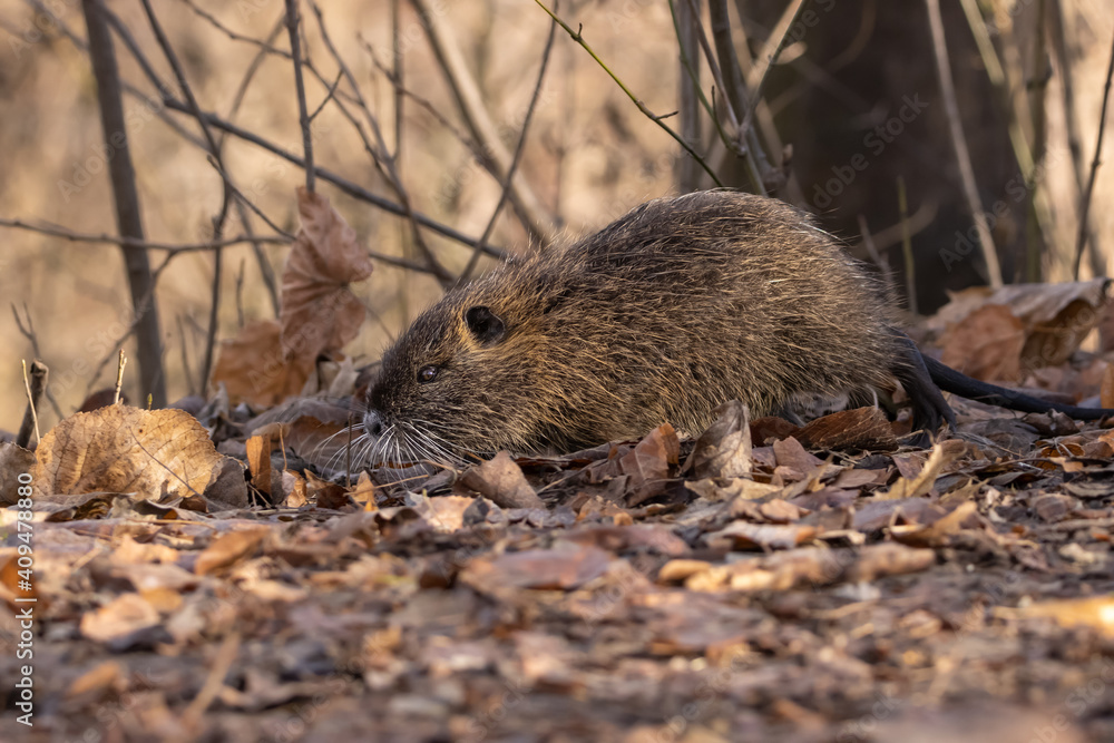 The nutria walking around the bushes in the forest and looking for food. (Also known as nutria or Myocastor coypus. The nutria walking around the bushes in the forest and looking for food. (Also known as nutria or Myocastor coypus.