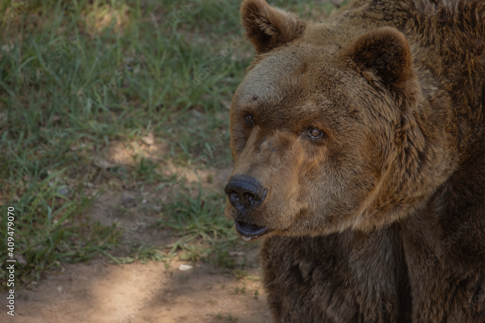 Portrait of a brown bear from profile. Close-up photography.(Ursus arctos)