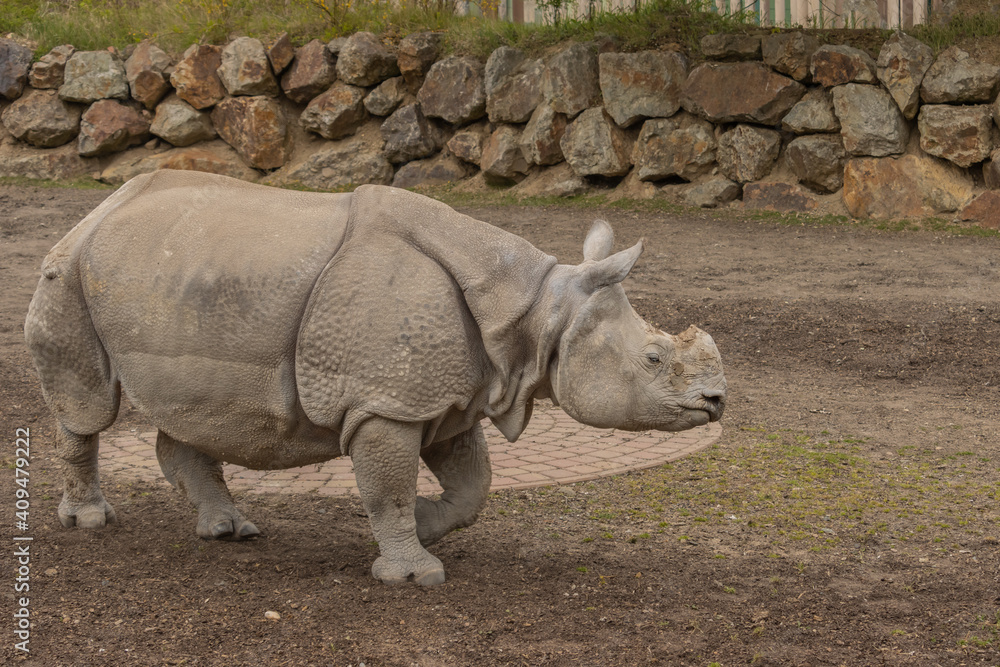 Fototapeta premium The Indian Rhinoceros in its enclosure at the zoo in the Czechia.(Rhinoceros unicornis)