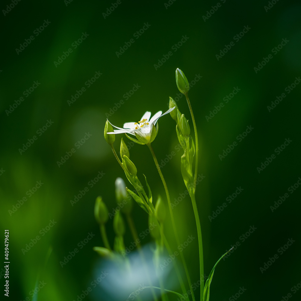 Beautiful white greater stitchwort flowers blooming on a forest meador ground in spring. Rabelera holostea in natural habitat in Northern Europe. Beautiful white greater stitchwort flowers blooming on a forest meador ground in spring. Rabelera holostea in natural habitat in Northern Europe.