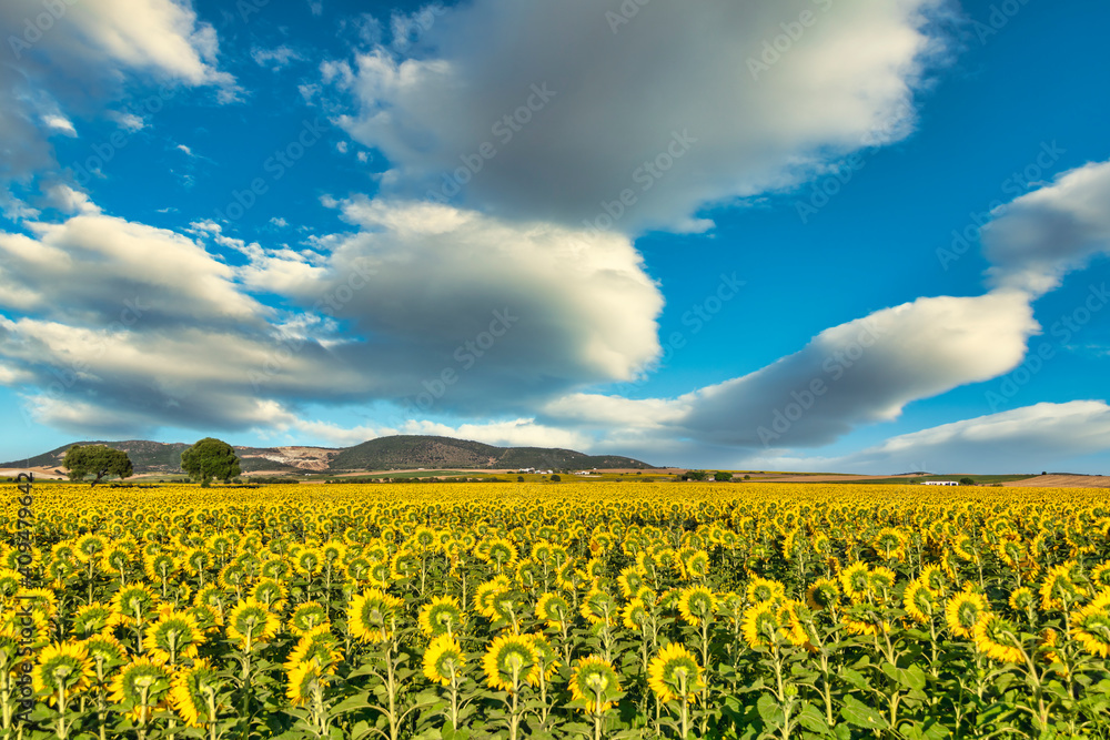 Sunflower fields in the sun.