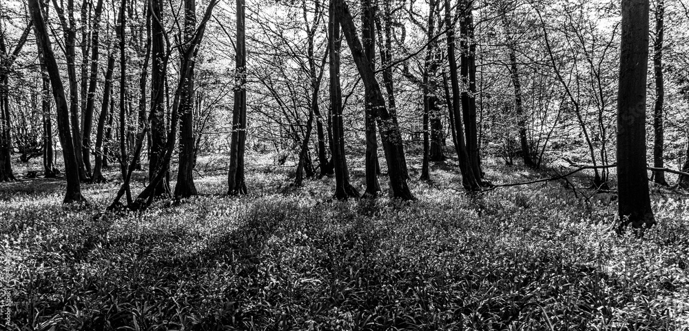 Black and White Image of Bluebell Woods with Sun Light streaming through branches creating patterns on forest floor