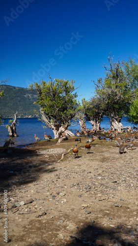 Close view of a flock of ashy-headed geese (Chloephaga poliocephala) standing in the shore of  a lake  at sunset                                     