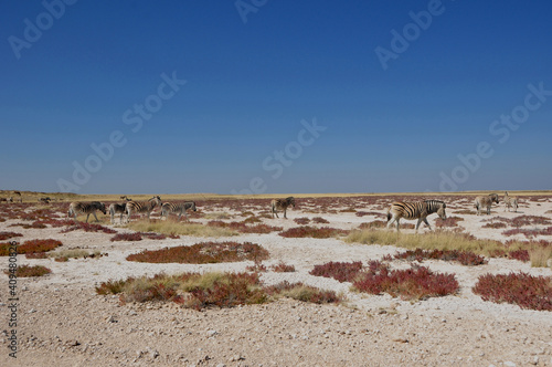 Namibia: Zebras in Etosha Pan and National Park near Halali camp