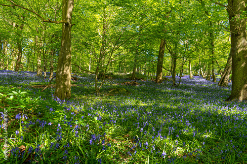 Fototapeta Naklejka Na Ścianę i Meble -  Bluebell Woods with Sun Light streaming through branches creating patterns on Green and Blue Bell Carpet