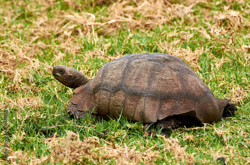 Turtle on the grass at Cape Point in South Africa - Western Cape