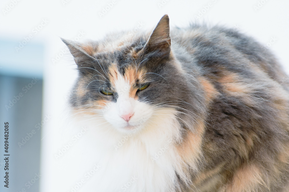 A fluffy cat with apro, gray, brown and orange. On a flat background