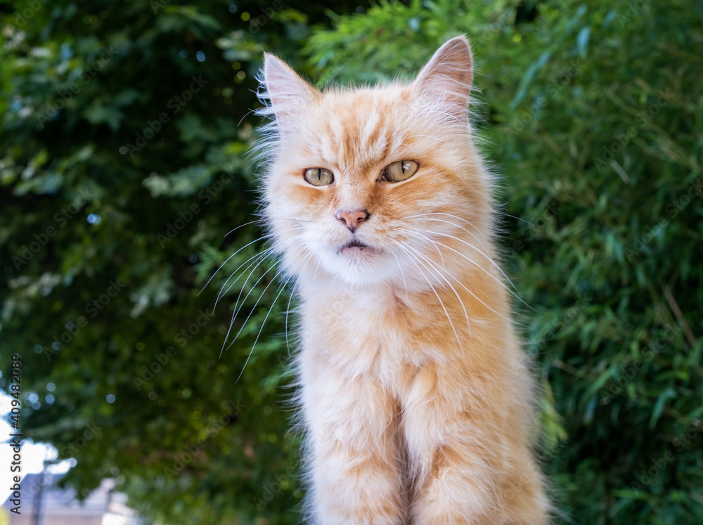 Fototapeta premium Chat roux sur fond vert