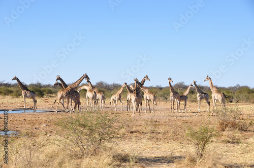 Namibia: A herd of girafs in Etosha National park.