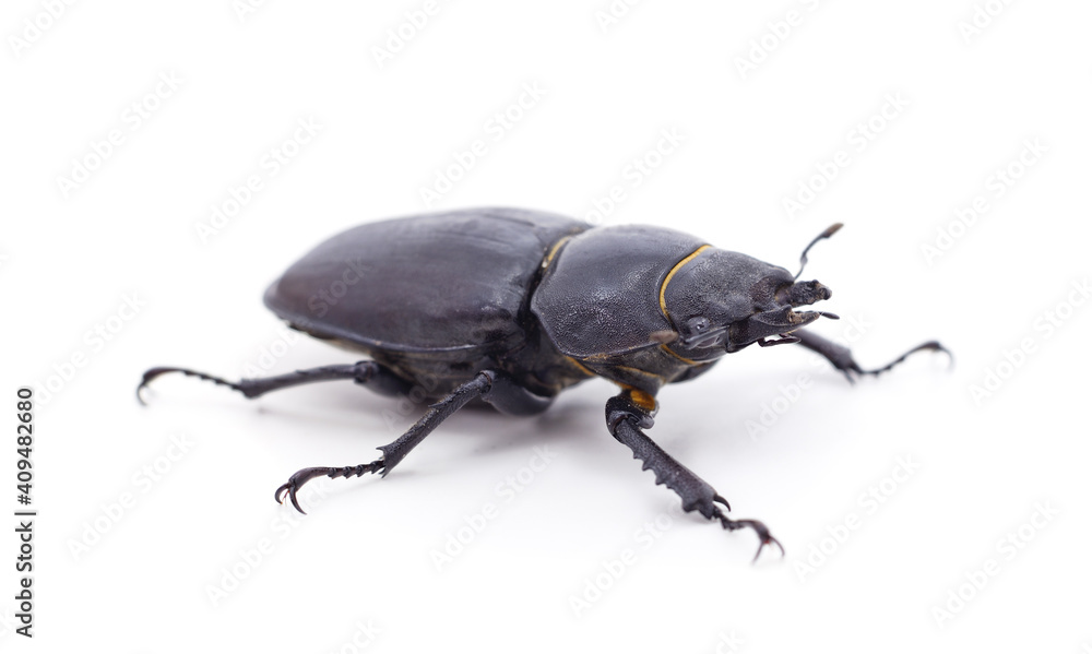 Brown deer beetle. Brown deer beetle.