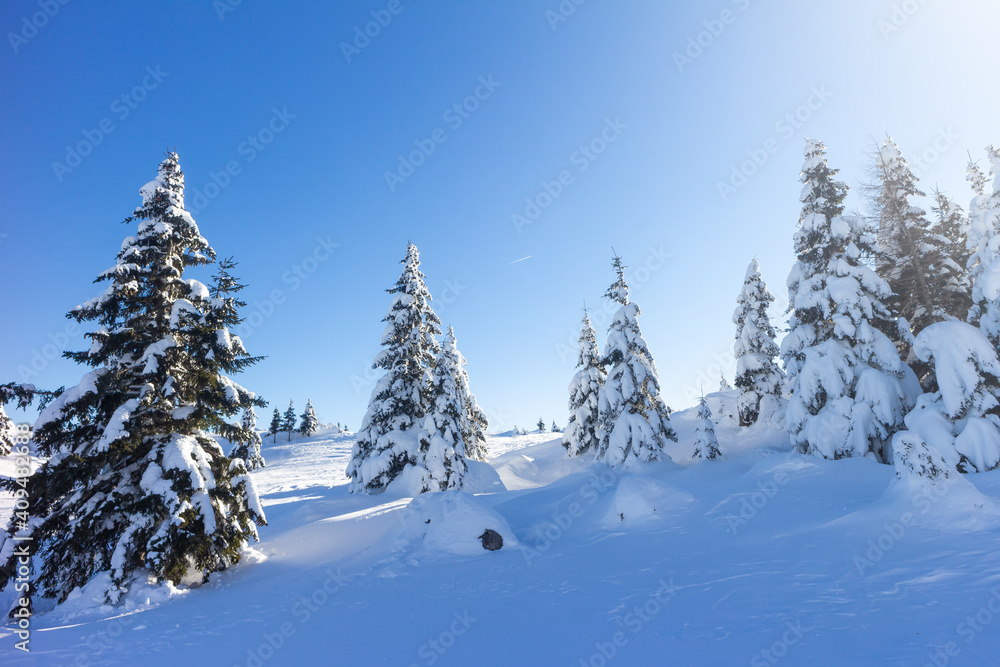 Winter landscape with snow covered spruce forest in mountains with clear blue skies.