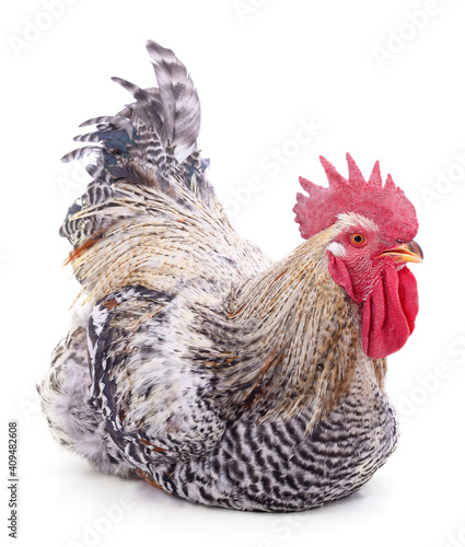 One gray cock.