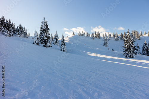Winter landscape with snow covered spruce forest in mountains with clear blue skies.