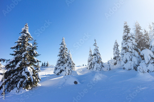 Winter landscape with snow covered spruce forest in mountains with clear blue skies. © 24K-Production
