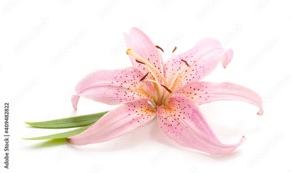 Fototapeta premium Beautiful pink lily.