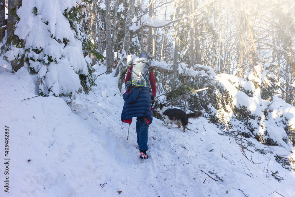 Woman with dog hiking in the mountains in winter time with snow wearing crampons, walking sticks and backpack.
