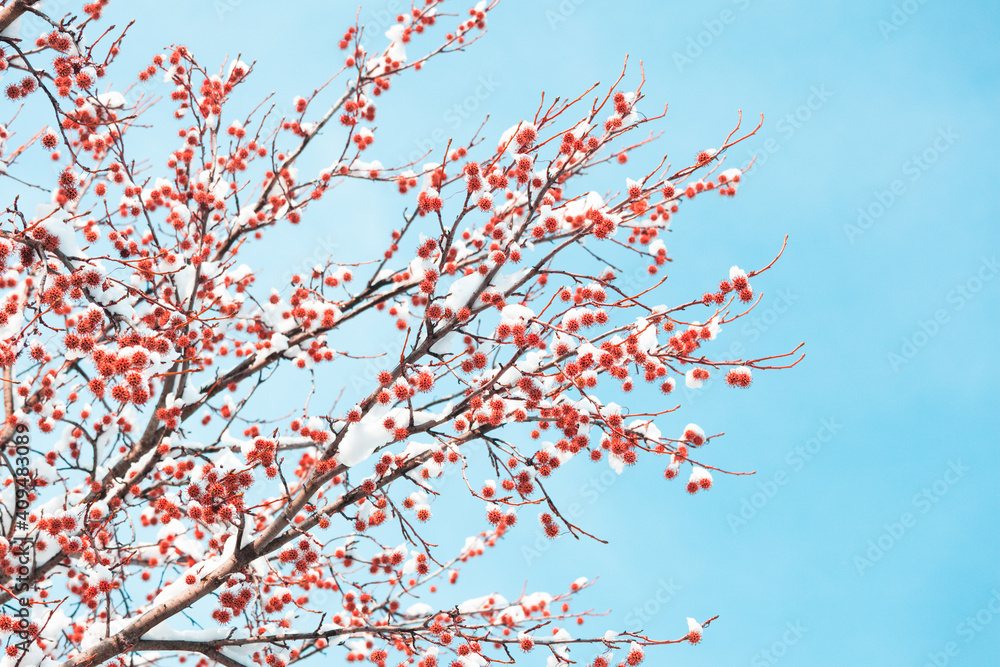 Sweet gum spiny fruits on branches covered by snow Sweet gum spiny fruits on branches covered by snow