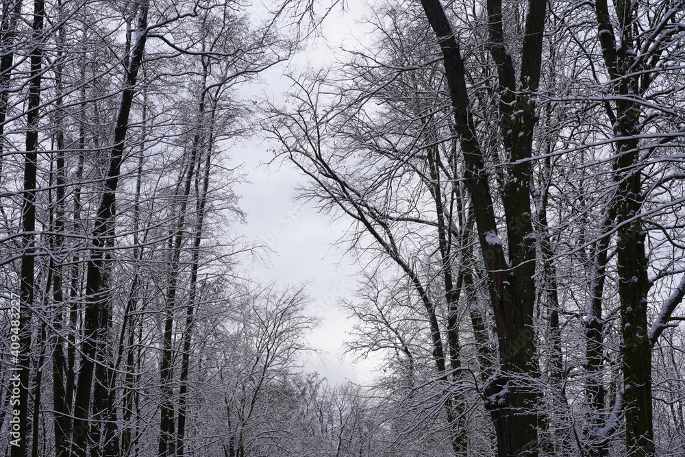 Schneebedeckte Bäume mit Himmelsfenster Schneebedeckte Bäume mit Himmelsfenster
