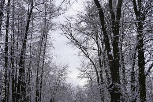 Schneebedeckte Bäume mit Himmelsfenster 