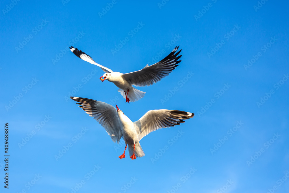 Obraz premium Two seagulls vying for food